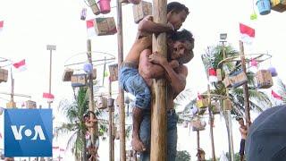 Indonesians Celebrate Independence Day with ‘Greasy’ Tree Trunk Climbing