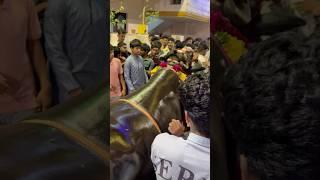 Big bull in Sadar 2024 | crowd going crazy after seeing big bull in Bowenpally Sadar | Sai Anna