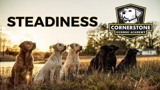 How to Teach Steadiness - Labrador Retriever Training