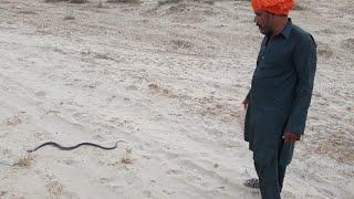 Jogi saw Black Cobra Snake in the Forest