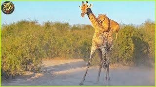 Giraffe vs Lion: Heart Stopping Moments from a Wild Chase Caught on Camera | Animal Fighting