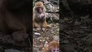 TRY TO STEAL CUTE BABY MONKEY FROM MOTHER MONKEY #Shorts