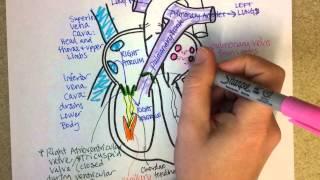 Heart Structure and Circulation