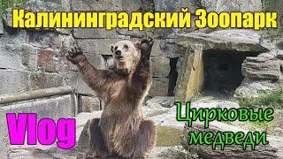 Зоопарк в Калининграде - Kaliningrad ZOO 2022 / Экскурсия.Лето.