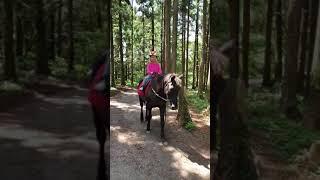 제주도에서 2019년 5월 승마체험 말타기