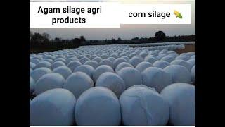 Corn silage | corn silage making process | Makki da achar | Agam silage agri products |