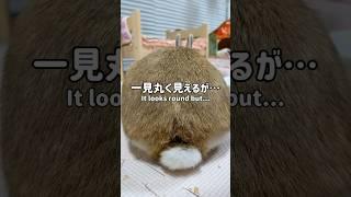 うさぎ珍百景 #rabbit #bunny #うさぎちゃん