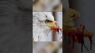 Why eagle break his beak? #shorts #shocking_facts