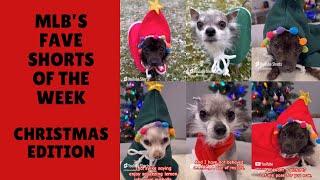 Christmas Dogs Compilation Part TwoMija, Leon, & Brynlee