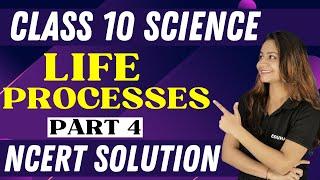 LIFE PROCESSES || NCERT SOLUTION || PART 4 || CLASS 10 || SCIENCE || KRUSHI MA'AM EDUHAP