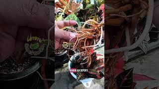 White Root Aglonema vs Brown Root #aglonema #ornamentalplants #secretgardenofummi🪴