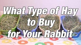 What Type of Hay to Buy for Your Rabbit