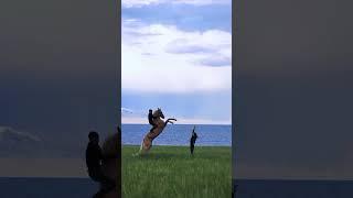 Wellcome to media magical #trending #viralvideos #shortvideo #viralvideo #cute #media #explore