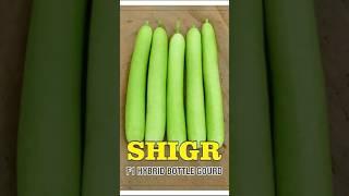 Kaveri seeds Bottle gourd SHIGR contact Srinivasa seeds Vijayawada cell 9963934488