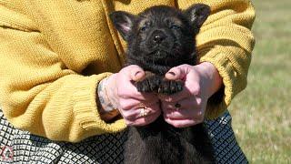 Beyond the Ordinary: A True Black Sable Puppy | Kraftwerk K9 German Shepherds