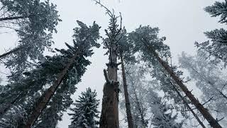 Videowalk in a quiet and snowy forest in Ylämyllyjärvi