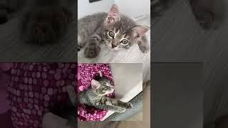 Милая привычка Семёна  #shorts #кот #котики #кошки