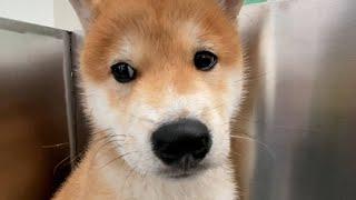 三个月大的柴犬呕吐，肚子里检查出有蛔虫和球虫蠕动！The Shiba Inu vomited, and roundworms were found in the stomach