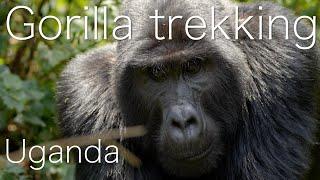 Bwindi National Park -  Gorilla trekking - Uganda