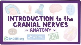 Introduction to the cranial nerves: Anatomy