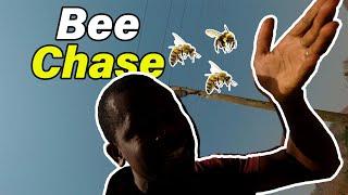 How to Survive a Wild Bee Chase