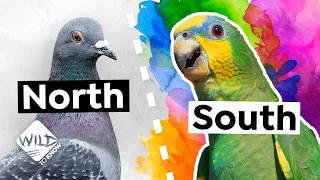 How Tropical Birds Create Their Vibrant Colors - The Science Behind It!