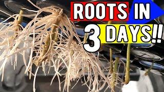 How To Clone Cannabis with a Cloning Machine - ROOTS IN 3 DAYS!!! | FULL GUIDE