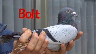 Pigeon 9:Bolt