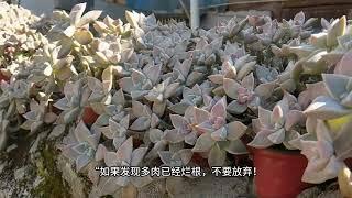 多肉植物总烂根？诚品绿仓揭秘原因，全网唯一详细防治攻略！