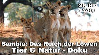 Sambia: Das Reich der Löwen - Tier & Natur Dokumentation [LunaPuu - Doku-TV Germany] Deutsch 2K HD