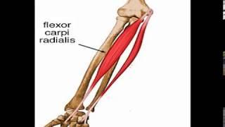 Two Minutes of Anatomy: Flexor Carpi Radialis