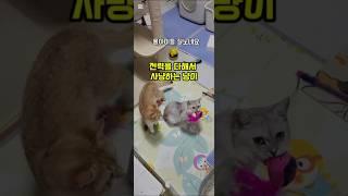 사냥놀이 끌어다기는 힘G #고양이 #cat #브리티쉬숏헤어 #猫 #사냥 #낚시 #fishing