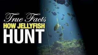 True Facts: How Jellyfish Hunt