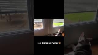 Our cats love watching the squirrels all day. #tabbycat #funnycat #lazycat