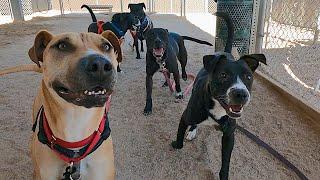 Dog TV Daycare for Wednesdays