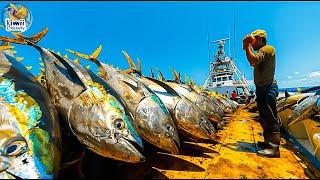 How US Fishermen Catch Thousands Tons of Tuna Per Year