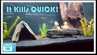 How to Lower Ammonia in an Aquarium