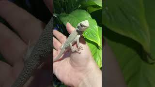#biobox #reptiles