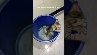 Kitten's Blue Bucket Adventure 