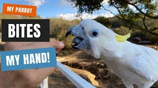 Why your parrot bites when you give it treats (and how to solve it)