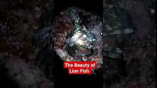 The Beautiful sea creatures LION FISH #shorts #viral #motopliervlog #seacreatures #seaadventure