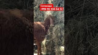 Кузи СОВЛИК СОТИЛАДИ 250$️+998905308452 #automobile #remix #music #bass