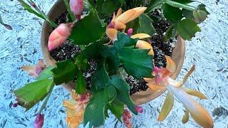 NEW! Christmas Cactus (Thanksgiving Cactus) Tips for Vigorous Growth & Blooms!