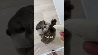 Почему выдры держатся за лапки во сне?  #факты #интересно #животные