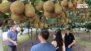 How to harvest kiwi Fruit Amazing kiwi Harvesting & Modern kiwi Agriculture Technology #kiwifarming