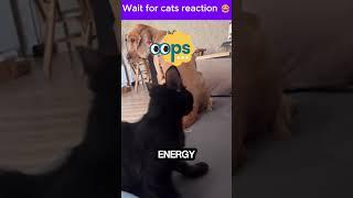Do You Think Dog Did That On Purpose? 