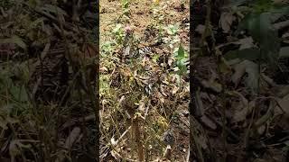 Palakkad#youtube#shorts