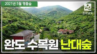 [5월 명품숲] 완도수목원 난대숲