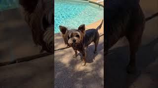 Wet Yorkie dog wanting to play ball with me