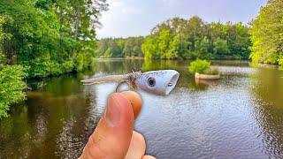 Fly Fishing for Bass with Topwater Poppers | Tons of Action!